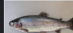 生の川魚は寄生虫マシマシ