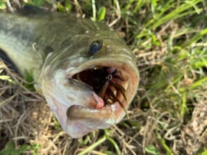 釣り